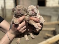 Mükemmel anatomi french bulldog bebekler