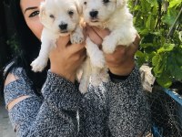 Maltese terrier yavrularım