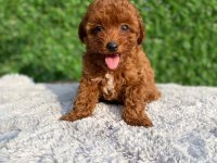 Toy poodle bebekler