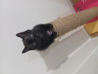 2 aylık british shorthair bebeklerim