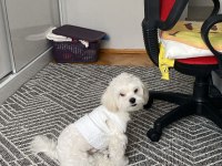 Sahiplendirme 8 aylık köpeğimiz