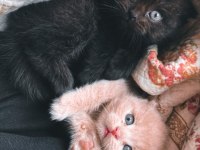 Rengarenk Scottish Fold yavrularımız sahiplerini bekliyor