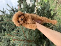 MALTİPOO RED MİCRO TEACUP ÜST DÜZEY
