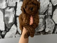 Evde bakılan sağlık ve ırk garantili poodle bebek