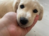 Miya sevgi delisi ve oyuncudur 2 aylık köpeğimiz