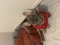 French bulldog köpeğimiz