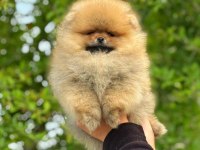 Yavru Köpeğimiz Pomeranian Boo