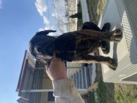 Şecereli presa canario yavruları