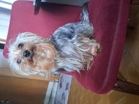 Yorkshire Terrier 3 Yaşında
