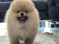 Birbirinden güzel pomeranian yavrular