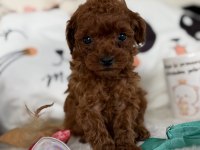 Muhteşem Poodle Bebekler