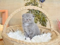 Duman Grisi Scottish Fold Shorthair 