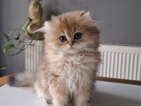 British Longhair Golden Yavrumuz Full Şecereli