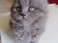 Scottish longhair british longhair yavrularim