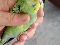 YENİ YEME DÜŞMÜŞ MUHABBET KUŞU