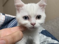 British shorthair inci tanem yeni yuvasını arıyor
