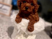 Sevimli Ufacık Toy Boy Poodle Yavrular