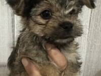 45 günlük acil morkie