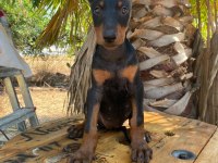 3 tane dişi doberman yavrumuz