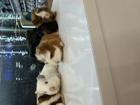 GİNEPİG YAVRULARI CİTYPETSHOP