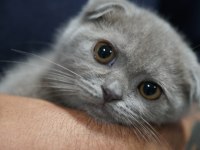Veteriner kontrolünde sağlıklı british shorthair yavrular
