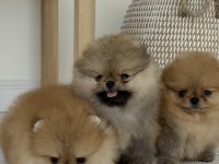 Pomeranian ayıcık yavrularımız en uygun