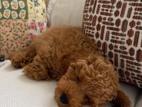 POODLE YAVRUMUZA ACİL YUVA ARIYORUZ