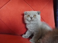 SAFKAN scottish fold yavrularımız