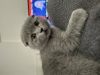 Safkan Scottish Fold 2,5 Aylık