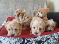 Kore maltipoo bebekler