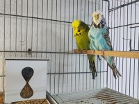VASIFLI SHOW JUMBO MUHABBET KUŞU TAKIMLAR