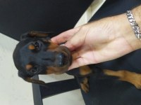 Üst kalite siyah ve Kızıl Doberman yavruları