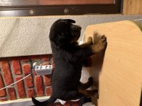 Koca Kafa Rotweiller Yavruları