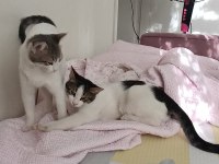 2 tane yavru kedi ücretsiz sahiplendirmek istiyorum