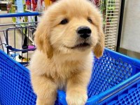Sınırsız Sayıda Golden Retriever Bebekler