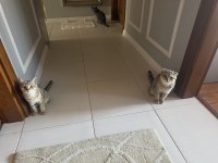 British Shorthair Sağlıklı Yavrular