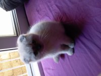 Yavru Scottish Fold Kedimizin İlanı