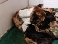 Safkan Amerikan Tiger Presa Canario