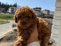Toy Poodle Yavrularımız Ömürlük Aileleri Bekliyor