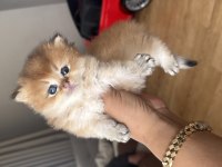 British longhair yavrularım 1 aylık sahiplendirilecek