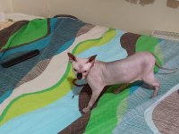 KEDİMİZİ ANKARADA İYİ BAKABİLCEK BİRİNE VERMEK İSTİYORUZ