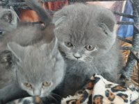 Muhteşem yavru kedilerim artık hazır