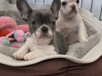 EN NADİRLERİNDEN AŞILI PED EĞİTİMLİ PRENSES KÖPEKLER