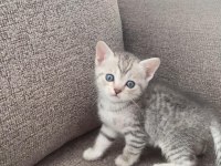 KIZIMIN BRİTİSH BEBEKLERİNE YUVA ARIYORUZ