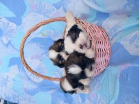 Shih tzu 3 erkek 1 dişi bebekler