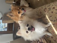 Eş pomeranian boo