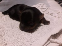 Yorkshire terrier bebekler