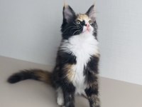 DEĞERİNİ BİLENE ÖZEL XXL MAİNE COON BEBEKLER 