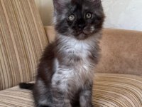 DEV black smoke erkek maine coon