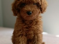 KDF kayıtlı babadan ev doğumlu Toy Poodle